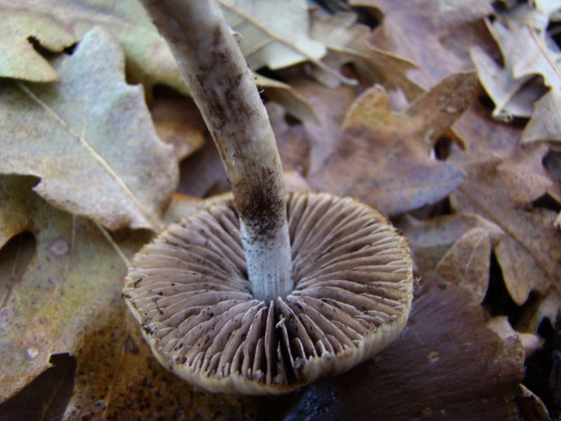 fungo da identificare 2